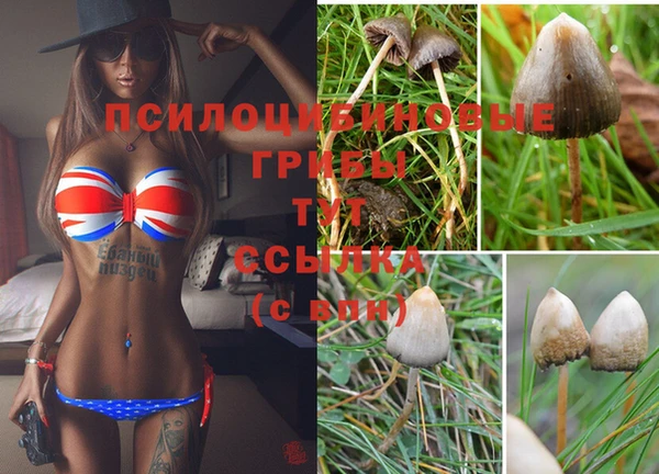 ГАЛЛЮЦИНОГЕННЫЕ ГРИБЫ Осташков